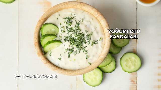 Yoğurt Otu Faydaları