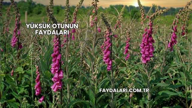 Yüksük Otunun Faydaları
