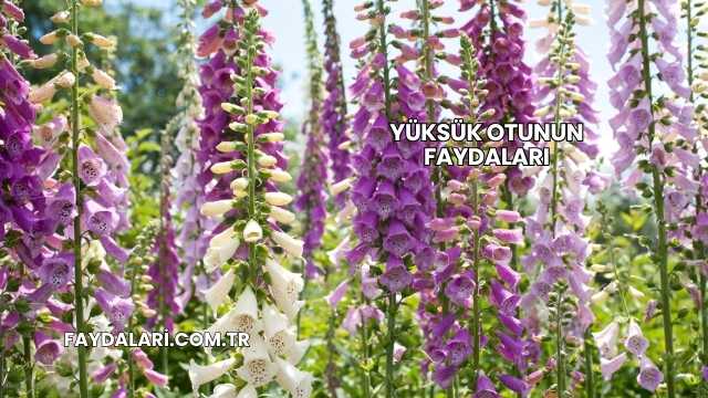 Yüksük Otunun Faydaları
