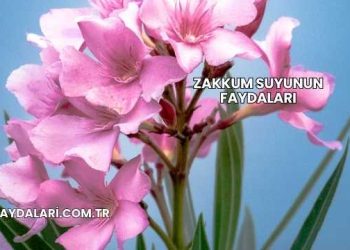 Zakkum Suyunun Faydaları