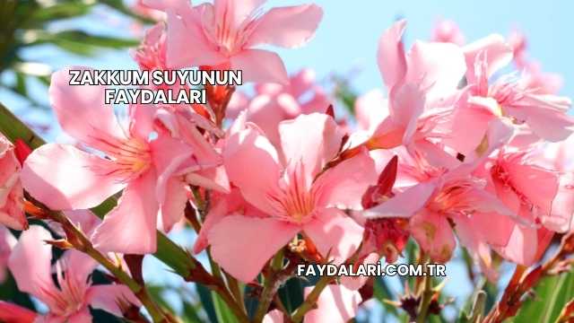 Zakkum Suyunun Faydaları