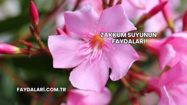Zakkum Suyunun Faydaları