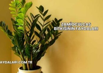 Zamioculcas Bitkisinin Faydaları