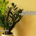 Zamioculcas Bitkisinin Faydaları
