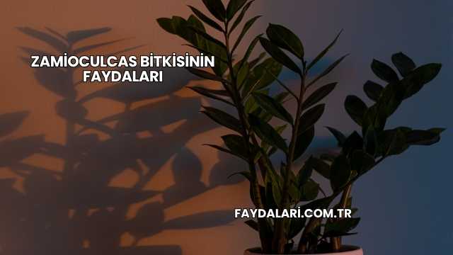 Zamioculcas Bitkisinin Faydaları