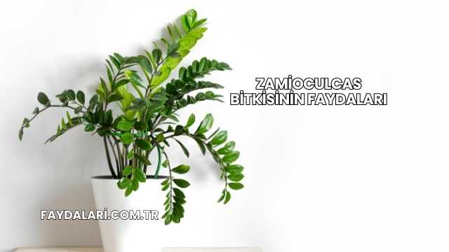 Zamioculcas Bitkisinin Faydaları