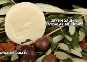 Zeytin Dalının Faydaları Nelerdir?