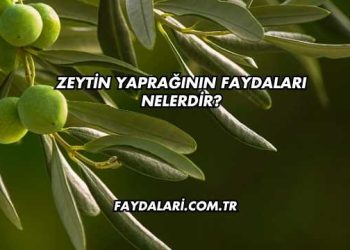 Zeytin Yaprağının Faydaları Nelerdir?