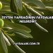 Zeytin Yaprağının Faydaları Nelerdir?