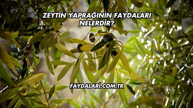 Zeytin Yaprağının Faydaları Nelerdir?