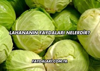 Lahananın Faydaları Nelerdir?