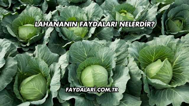 Lahananın Faydaları Nelerdir?