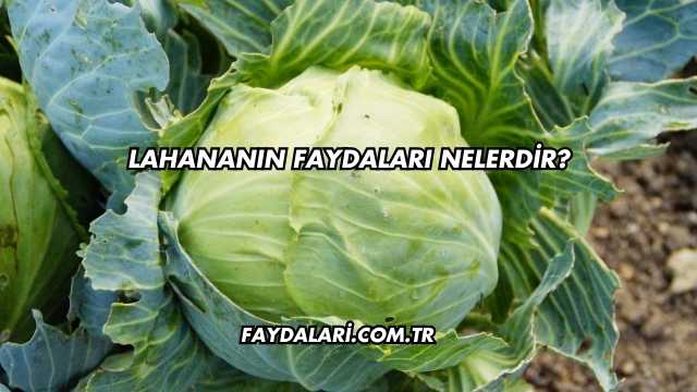 Lahananın Faydaları Nelerdir?
