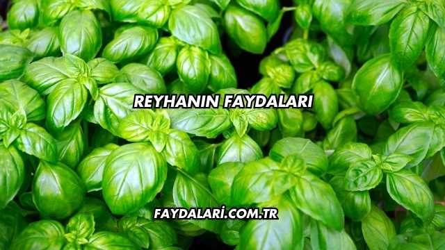Reyhanın Faydaları