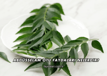 Abdüsselam Otu Faydaları Nelerdir?
