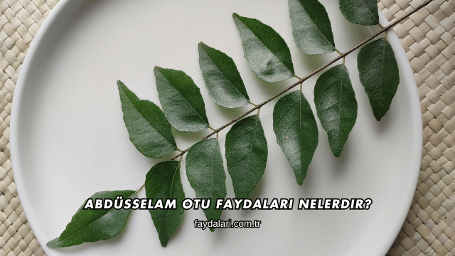 Abdüsselam Otu Faydaları Nelerdir?