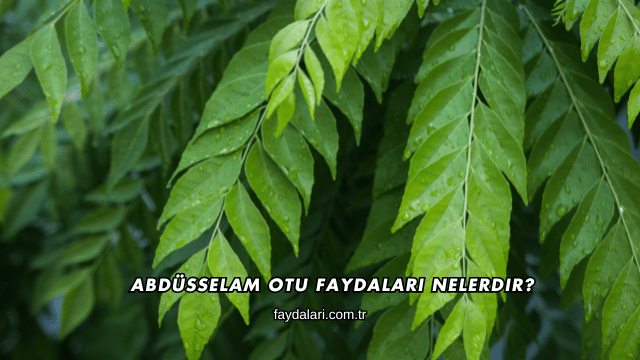 Abdüsselam Otu Faydaları Nelerdir?