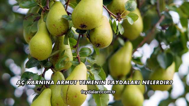Aç Karnına Armut Yemenin Faydaları Nelerdir?
