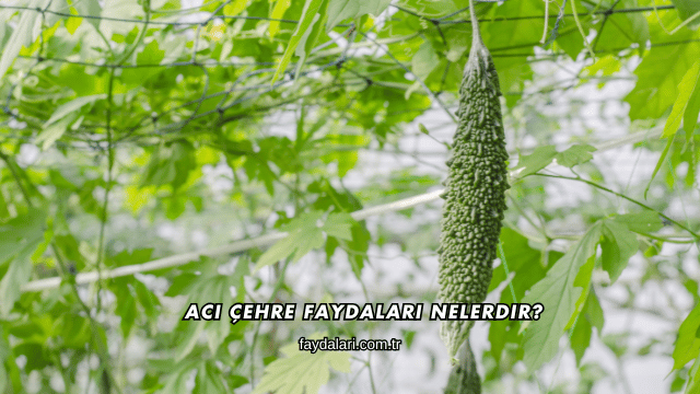Acı Çehre Faydaları Nelerdir?