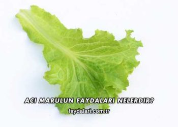Acı Marulun Faydaları Nelerdir?