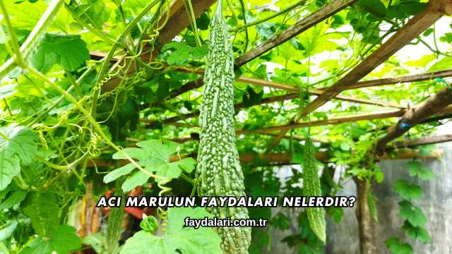Acı Marulun Faydaları Nelerdir?
