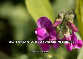 Acı Yavşan Otu Faydaları Nelerdir?