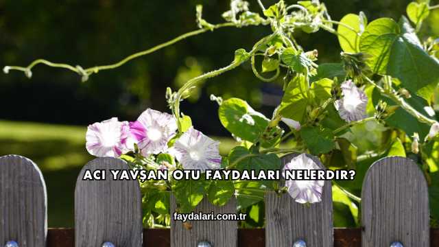 Acı Yavşan Otu Faydaları Nelerdir?