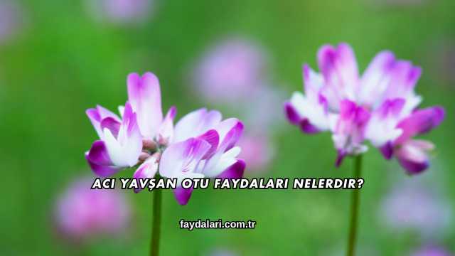 Acı Yavşan Otu Faydaları Nelerdir?
