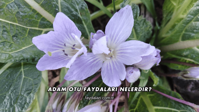 Adam Otu Faydaları Nelerdir?