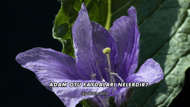 Adam Otu Faydaları Nelerdir?