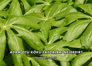 Adam Otu Kökü Faydaları Nelerdir