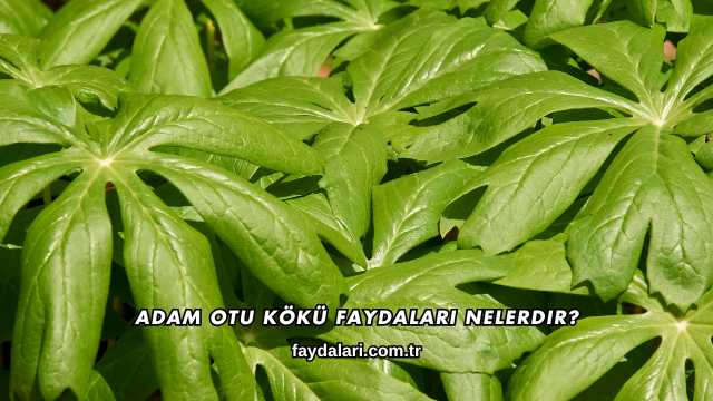 Adam Otu Kökü Faydaları Nelerdir