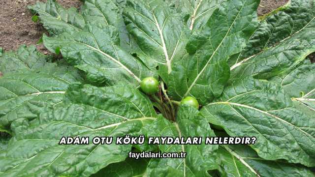 Adam Otu Kökü Faydaları Nelerdir