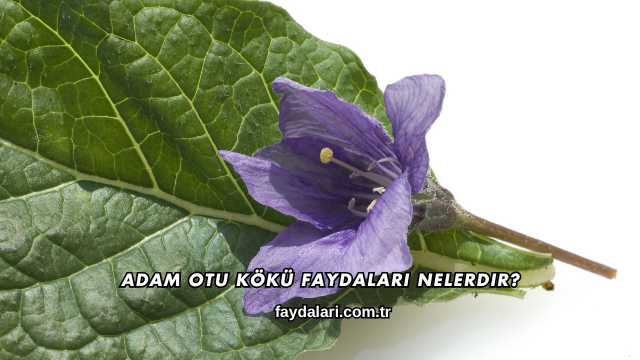 Adam Otu Kökü Faydaları Nelerdir