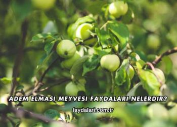 Adem Elması Meyvesi Faydaları Nelerdir?