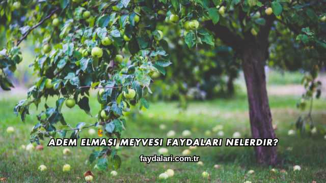 Adem Elması Meyvesi Faydaları Nelerdir?