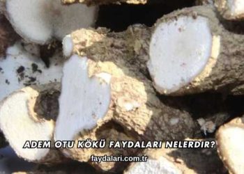 Adem Otu Kökü Faydaları Nelerdir?