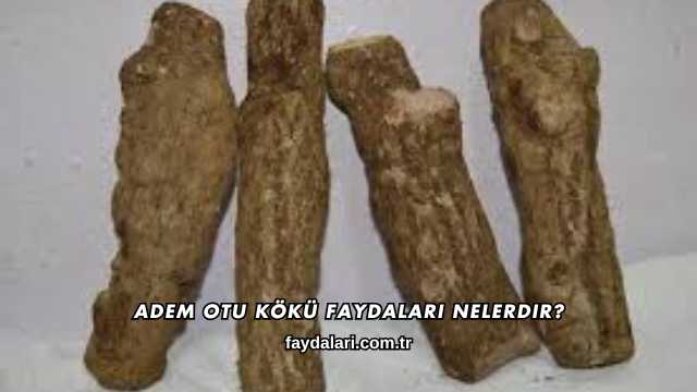 Adem Otu Kökü Faydaları Nelerdir?