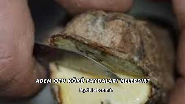 Adem Otu Kökü Faydaları Nelerdir?