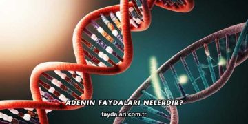 Adenin Faydaları Nelerdir?