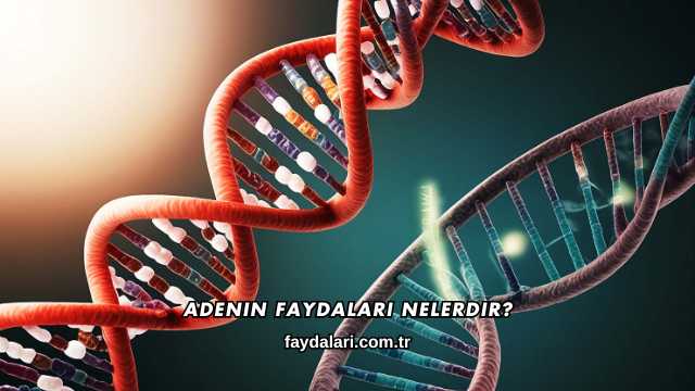 Adenin Faydaları Nelerdir?