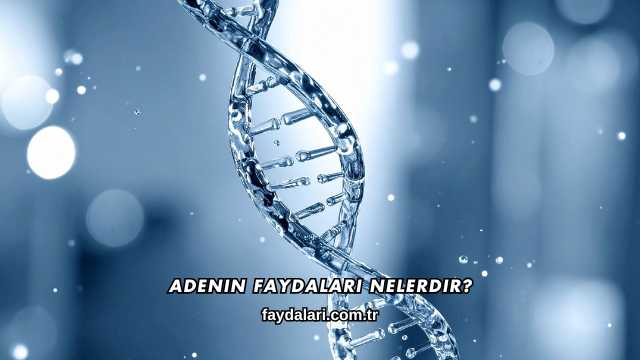 Adenin Faydaları Nelerdir?