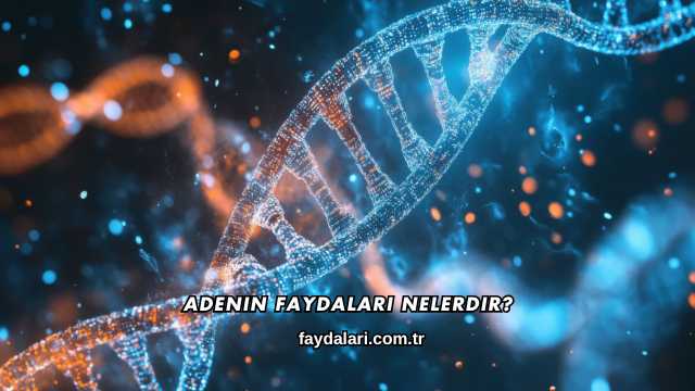 Adenin Faydaları Nelerdir?