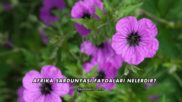 Afrika Sardunyası Faydaları Nelerdir?
