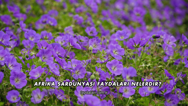 Afrika Sardunyası Faydaları Nelerdir?