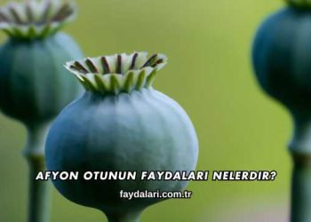 Afyon Otunun Faydaları Nelerdir?