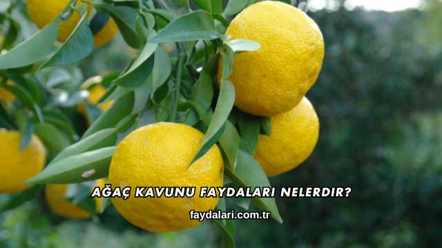 Ağaç Kavunu Faydaları Nelerdir?