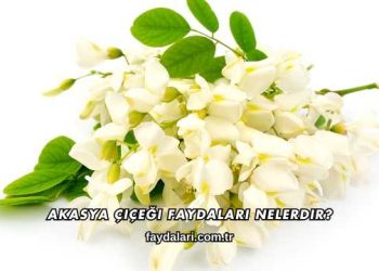 Akasya Çiçeği Faydaları Nelerdir?