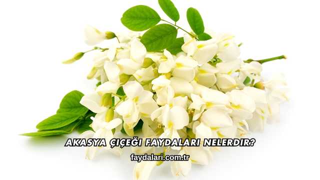 Akasya Çiçeği Faydaları Nelerdir?