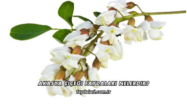 Akasya Çiçeği Faydaları Nelerdir?
